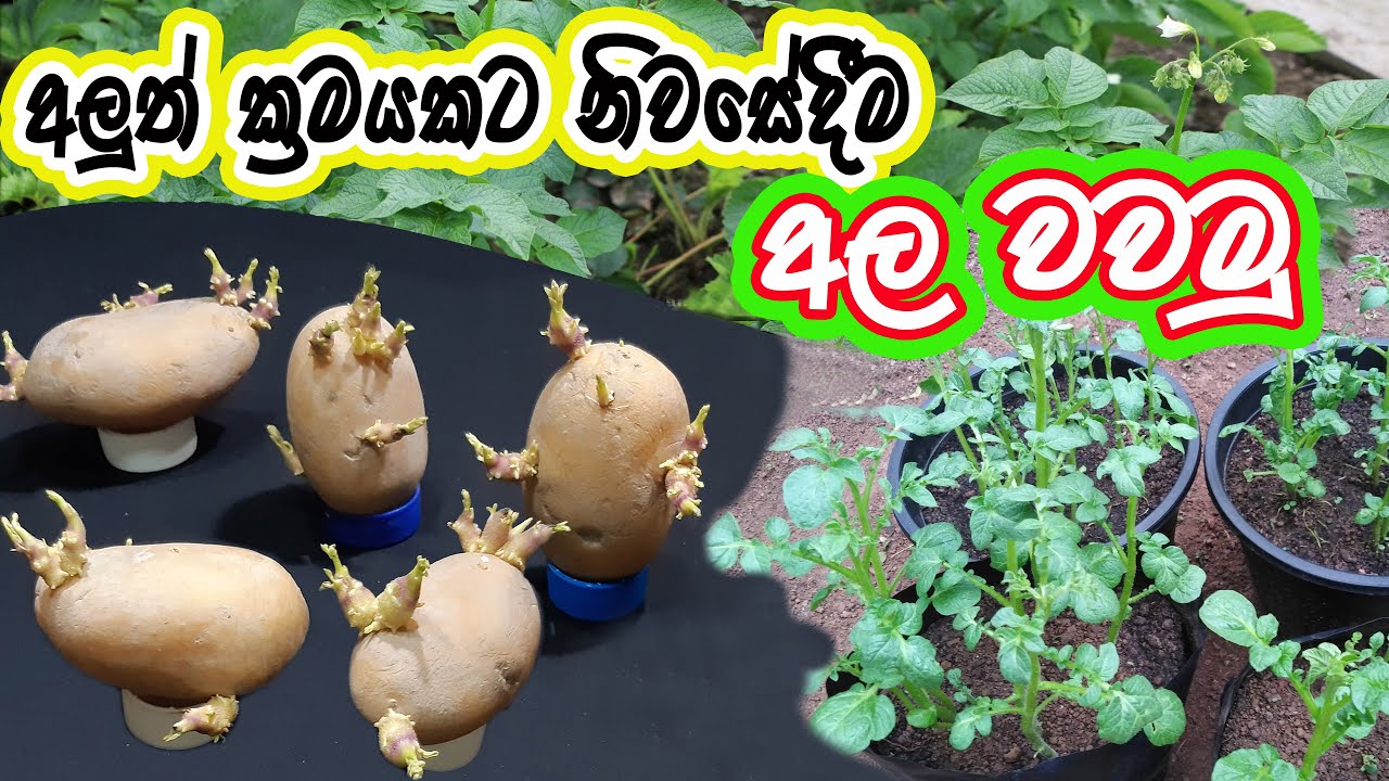 නිවසේදීම අලුත් ක්‍රමයකට අල වවමු, How To Grow Potatoes In a Pot.