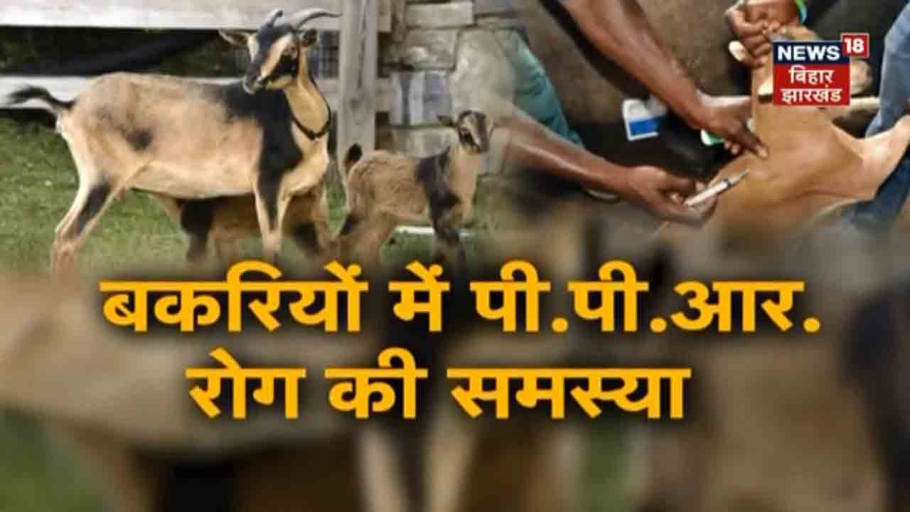 Symptoms Of PPR Disease | बकरियों में PPR रोग के कारण और पहचान के लक्षण | Annadata