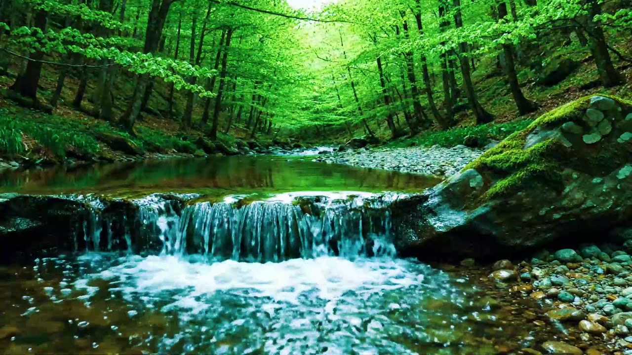 Beautiful Forest Sounds 🌿 Calming River & Forest Birdsong | Nature ASMR