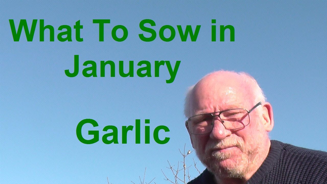 What To Sow In January - Garlic