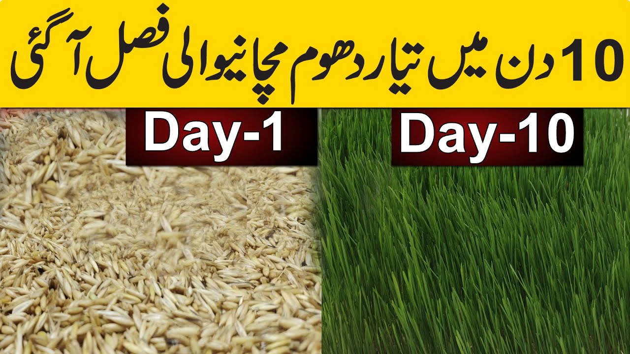 10 دن میں تیار دھوم مچانے والی فصل آ گئی