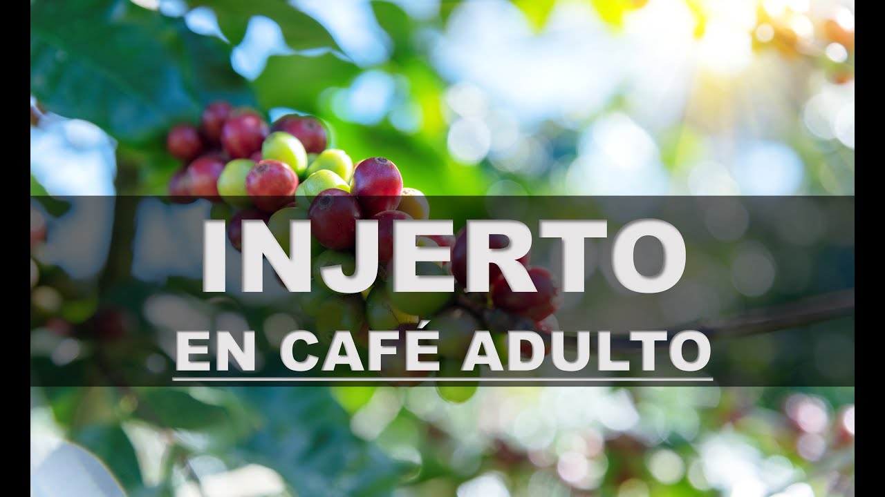Injerto de café adulto | Renueva tu finca con esta sencilla técnica | coffee grafting