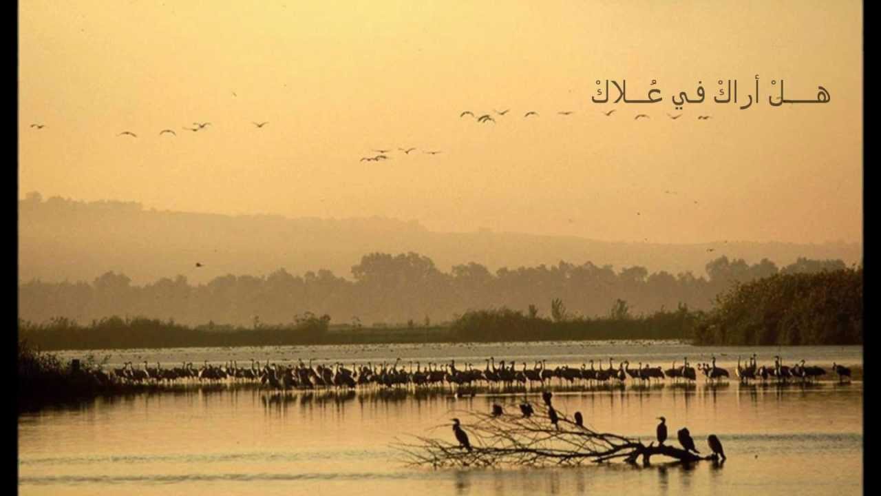 Mawtini - Omar Kamal