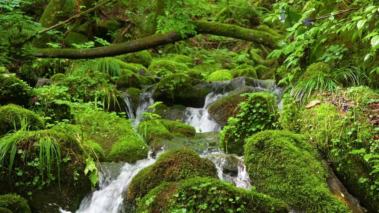 Удивительные звуки природы, нежное течение воды, пение птиц.