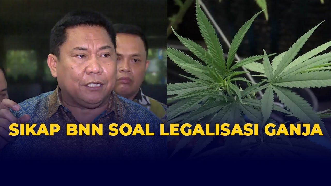 BNN Buka Suara soal Wacana Legalisasi Ganja di Indonesia