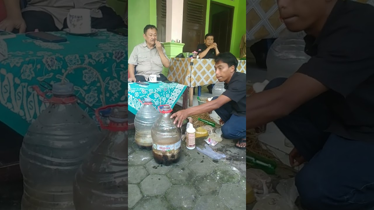 Cara Membuat Hormon Gibereline ala Prof Gembong Pendawa Kencana Multifarm Yogyakarta