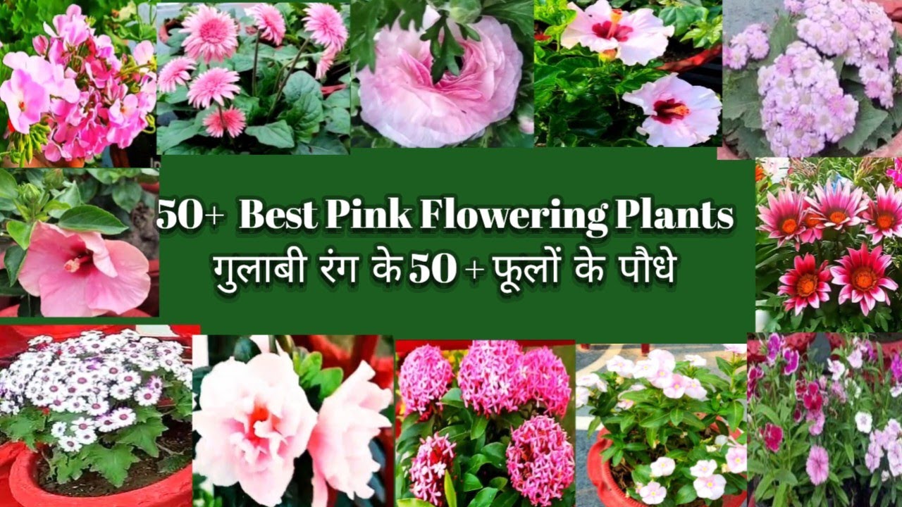 50+Top  BEST  PINK  FLOWERING PLANTS ll अपने गार्डन में लगाये 50 गुलाबी रंग के फूलों के पौधे ll