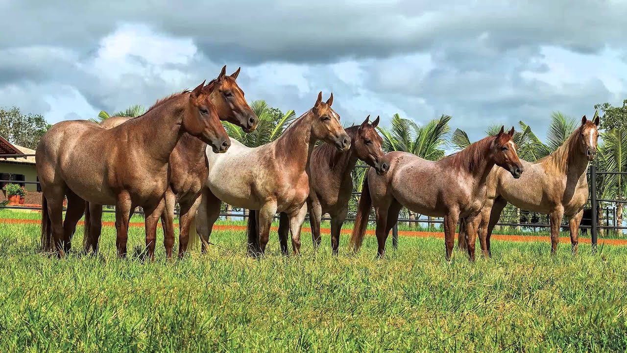 Haras Rancho Carolina - Rondonópolis MT