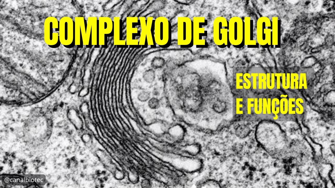 COMPLEXO DE GOLGI | Estrutura e Funções