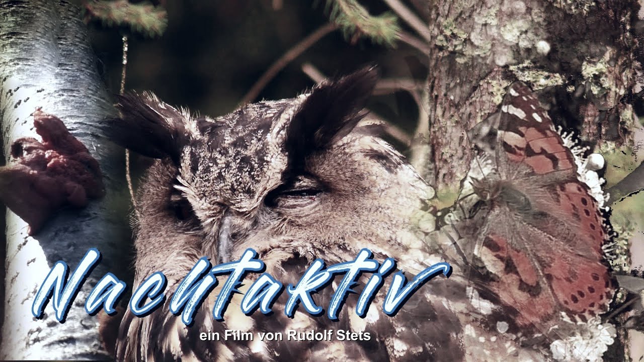 Nachtaktiv
