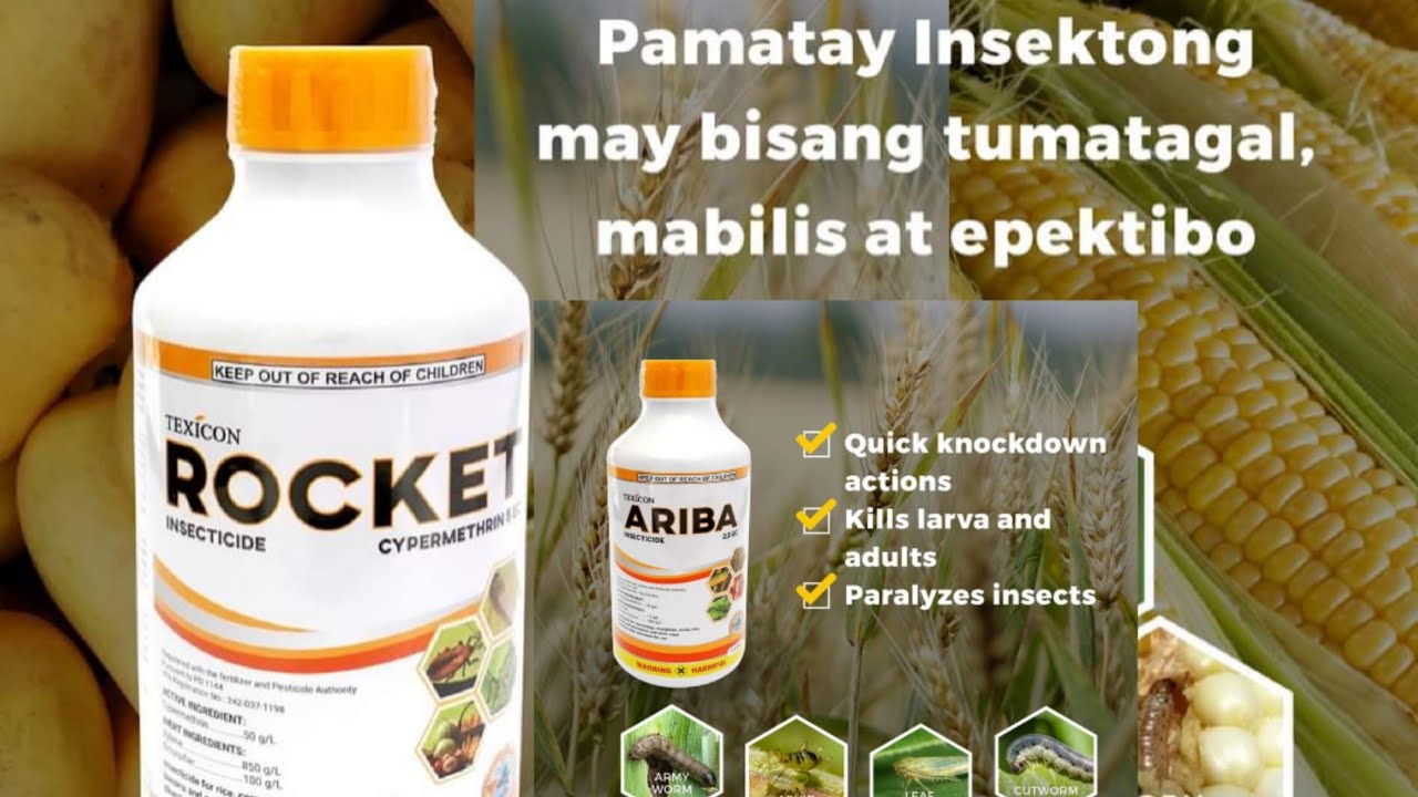 PAANO AT ANO ANG PINAPATAY NI ROCKET AT NI ARIBA? / Sir Kevin