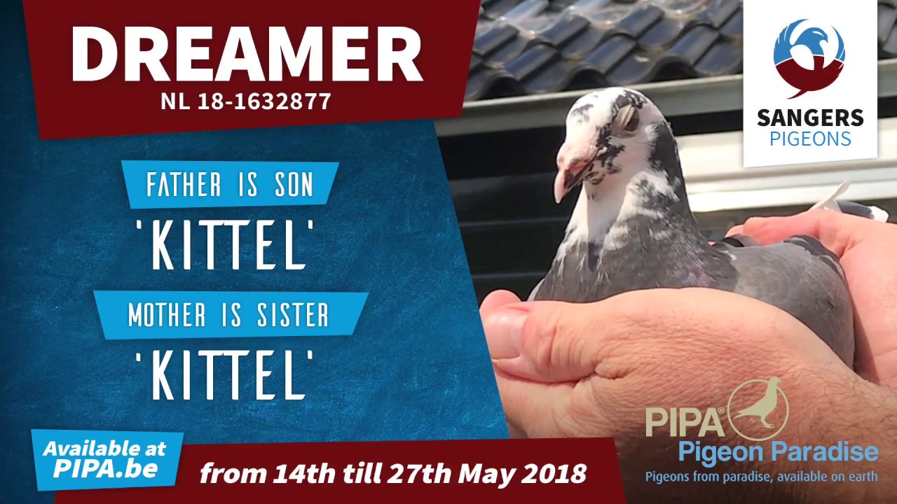 Pipa Auction: 'Dreamer' - NL18-1632877