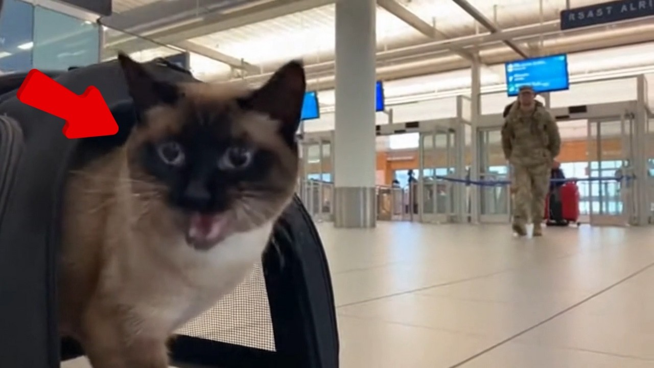 😊 😊 😊 Soldier Dad Returns After Years. Cats Go Crazy with Joy! #cat