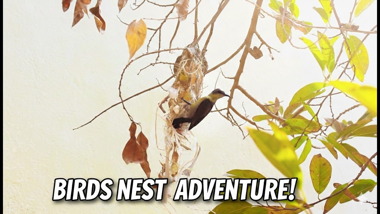 How Sunbirds Build Their Nests: Up Close Footage #sunbird #birdnest #nature #birdingparadise #birds