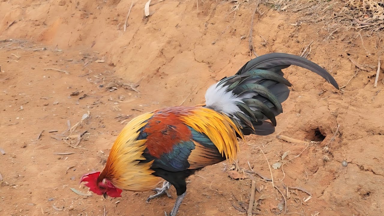 Saib qaib dib dua nawb cuab tuaj zoo lm