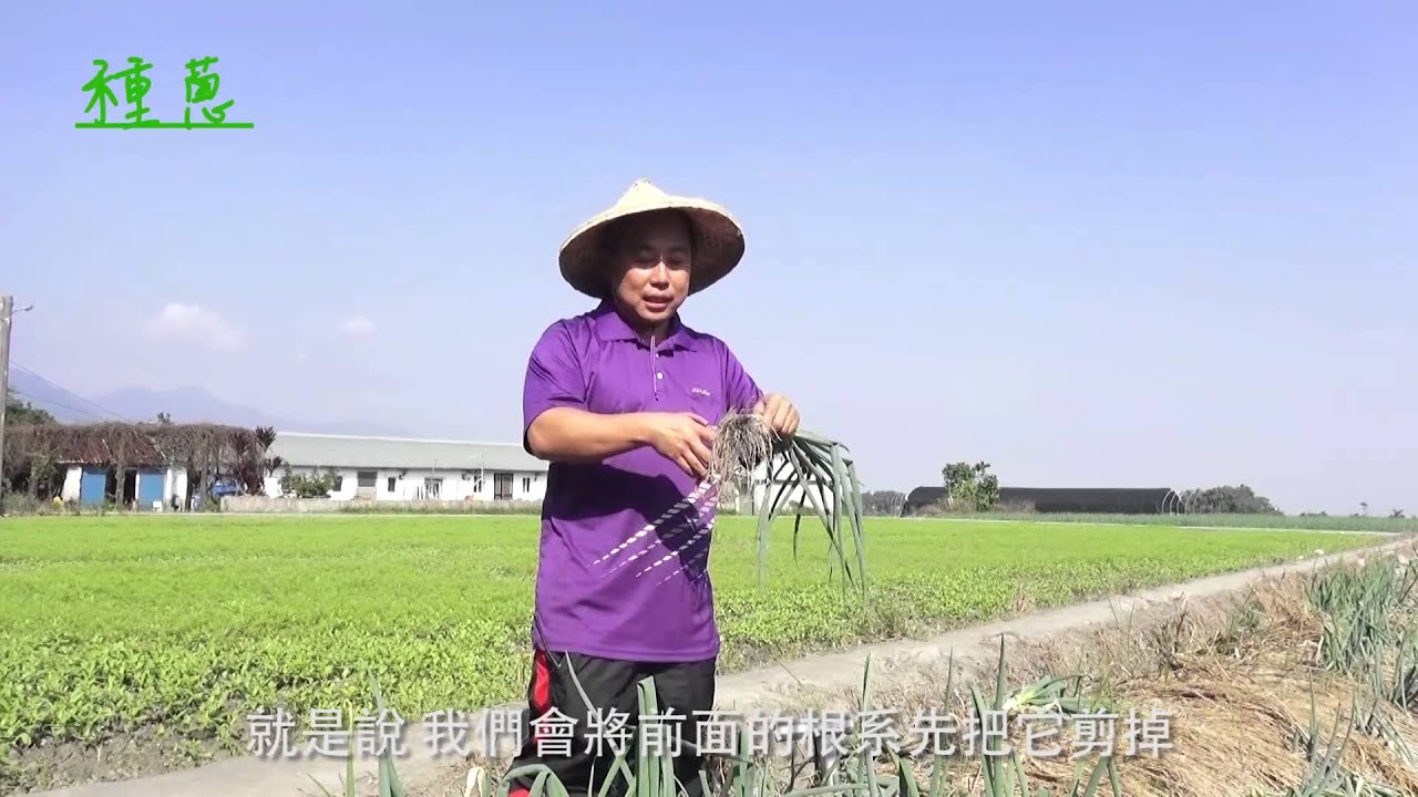 三星蔥好吃有道理！宜蘭三星蔥好吃的種植祕密