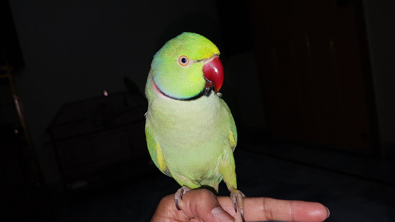 Indian Ringneck Grooming