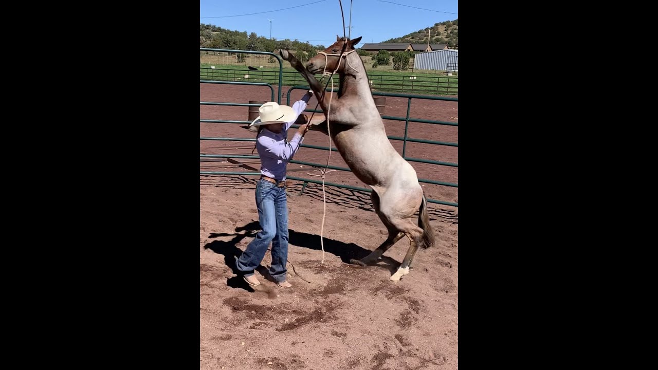 Day 1: Desensitizing Colts | FULL VIDEO UPLOADED