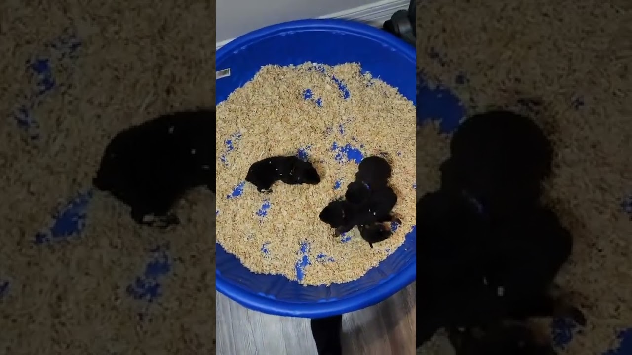 rottie pups 2 weeks dewormers.