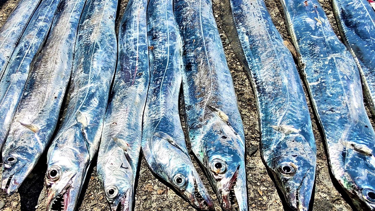 真夏の真っ昼間にタチウオが無限に釣れる信じられない爆釣劇