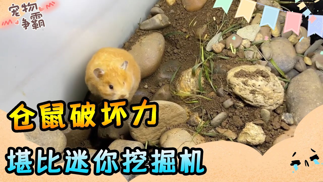 用石頭擋倉鼠挖洞，小倉鼠破壞力驚人，比迷你挖土機上線