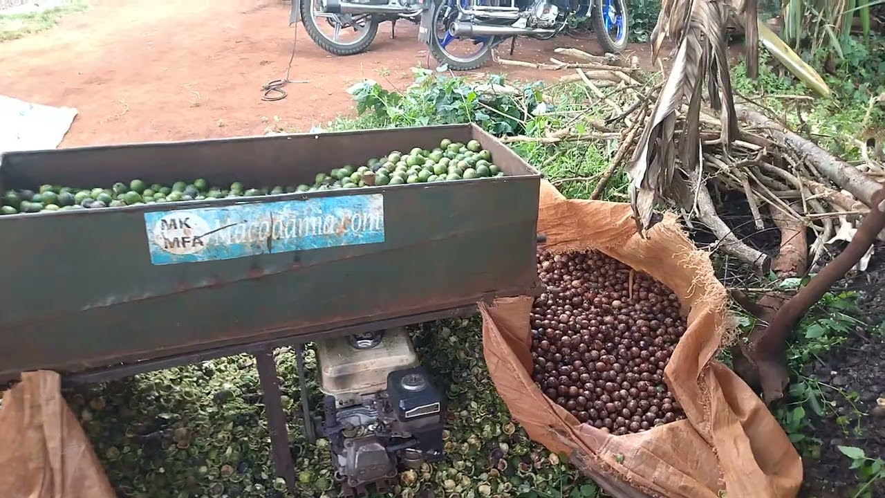 Double outlet Macadamia dehusker.