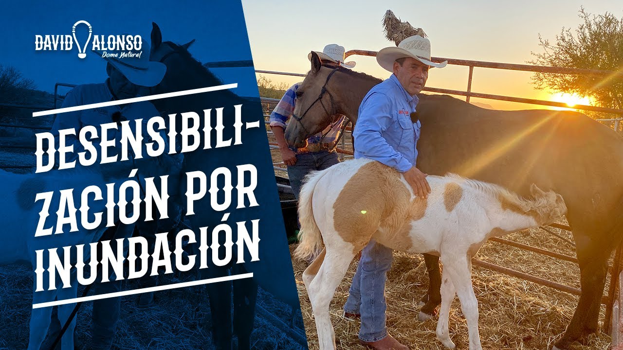 Desensibilización por inundación - Potranca de 2 meses