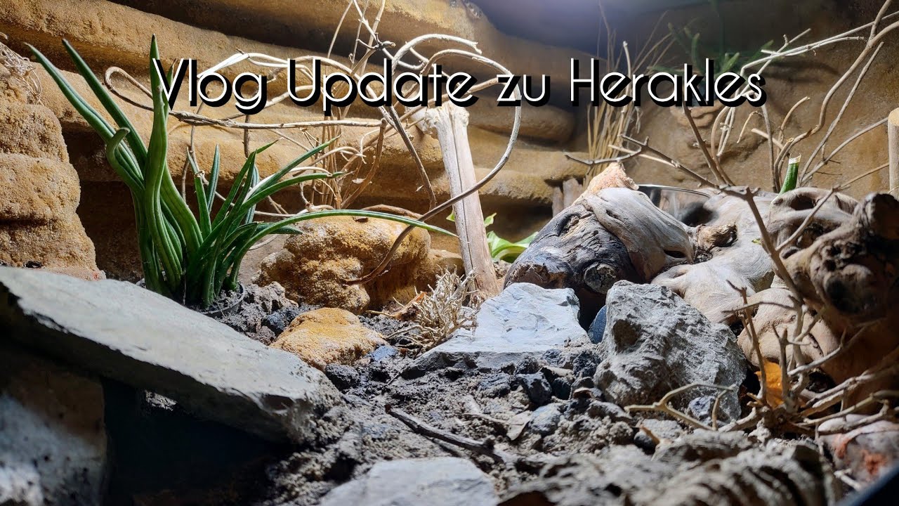 Update zu Herakles (Sceloporus macdougalli)