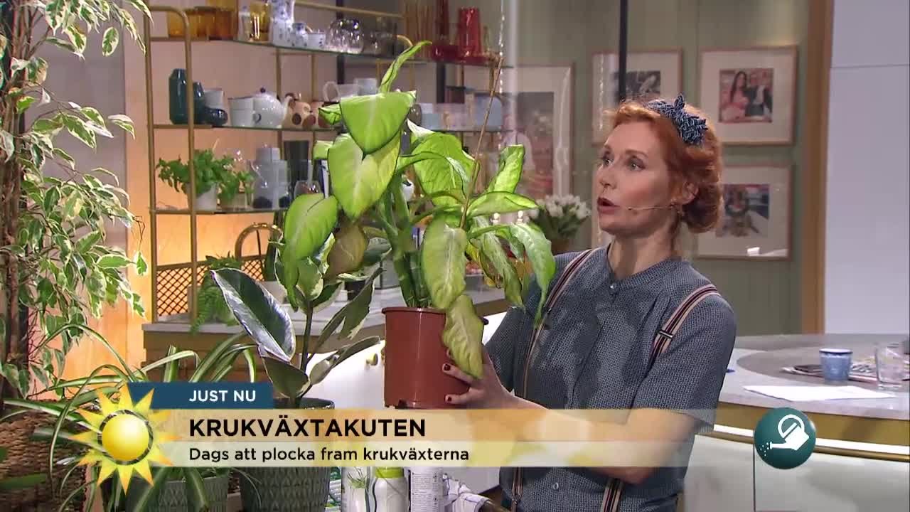 Krukväxtakuten - så räddar du dina vintertrötta växter - Nyhetsmorgon (TV4)