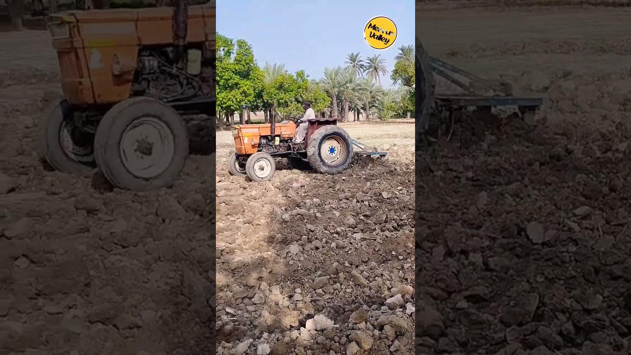 Mago Orchard Preparation|| STS || High Density Mango Farming #shorts #mango #irigation