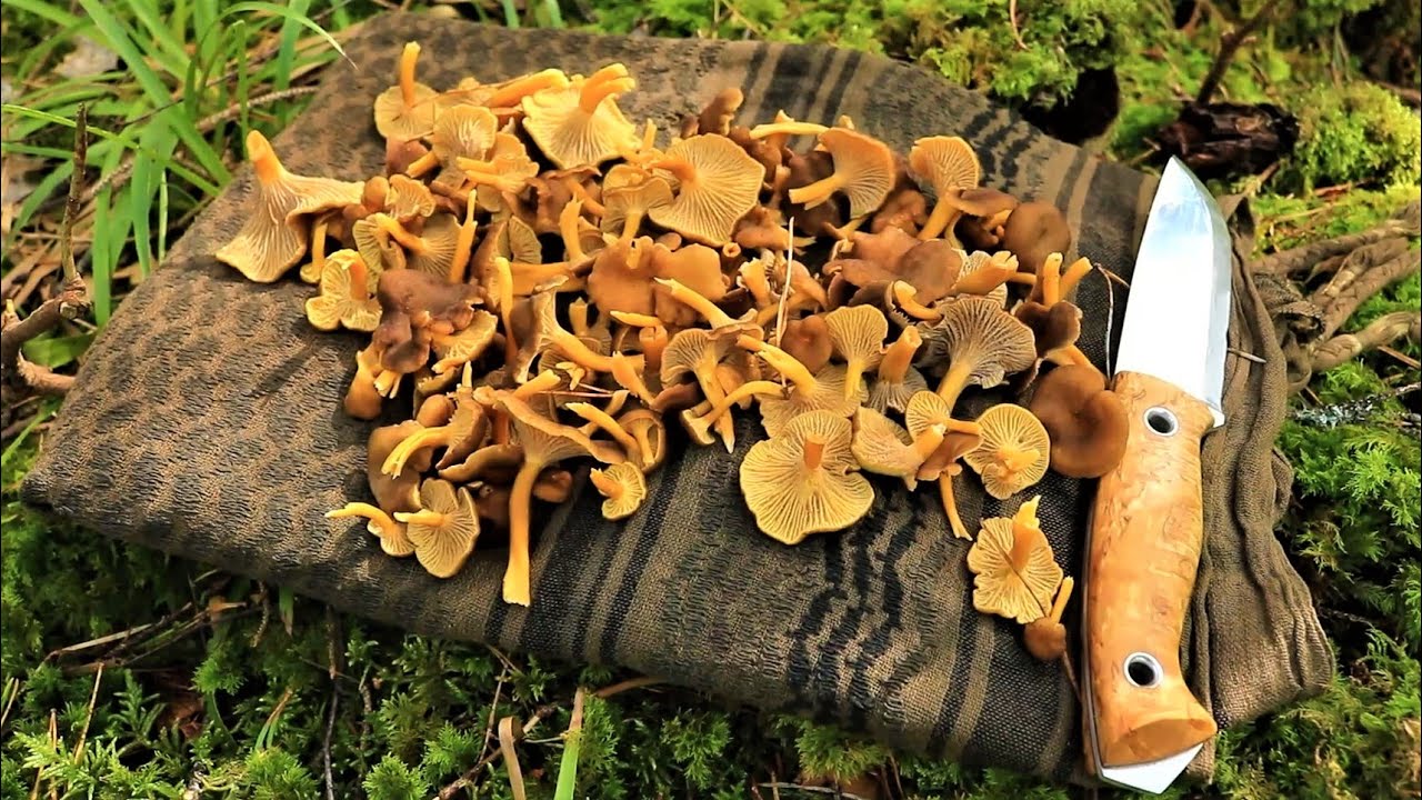 Winter chanterelle wild edible foraged forest frittata.