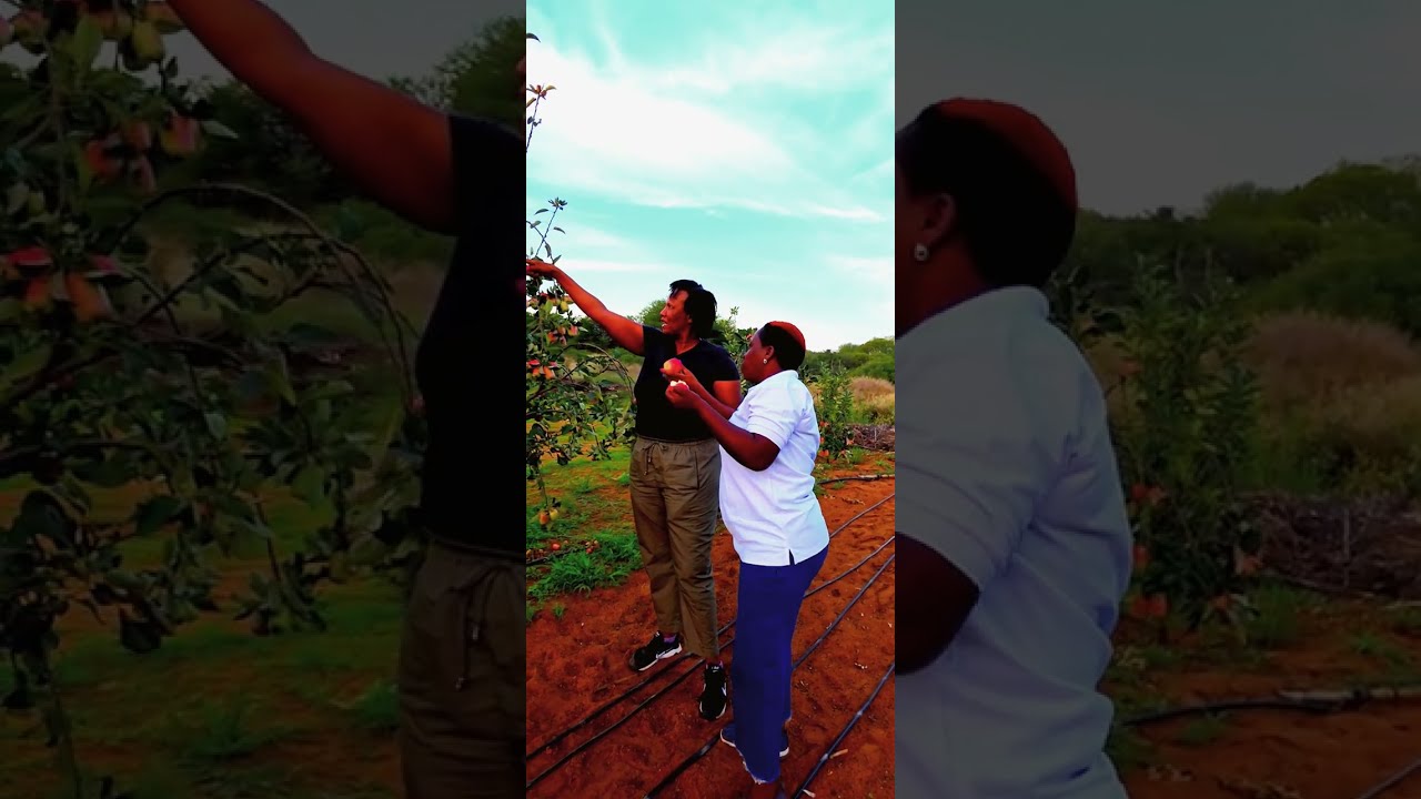 Яблоки сорта Вамбугу, посаженные в 2023 году здесь, в Ботсване. 🇧🇼 Для получения дополнительной и...