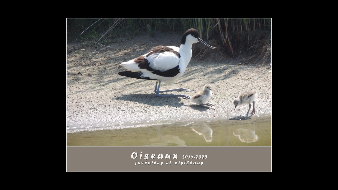 Oiseaux, juvéniles et oisillons (4K)