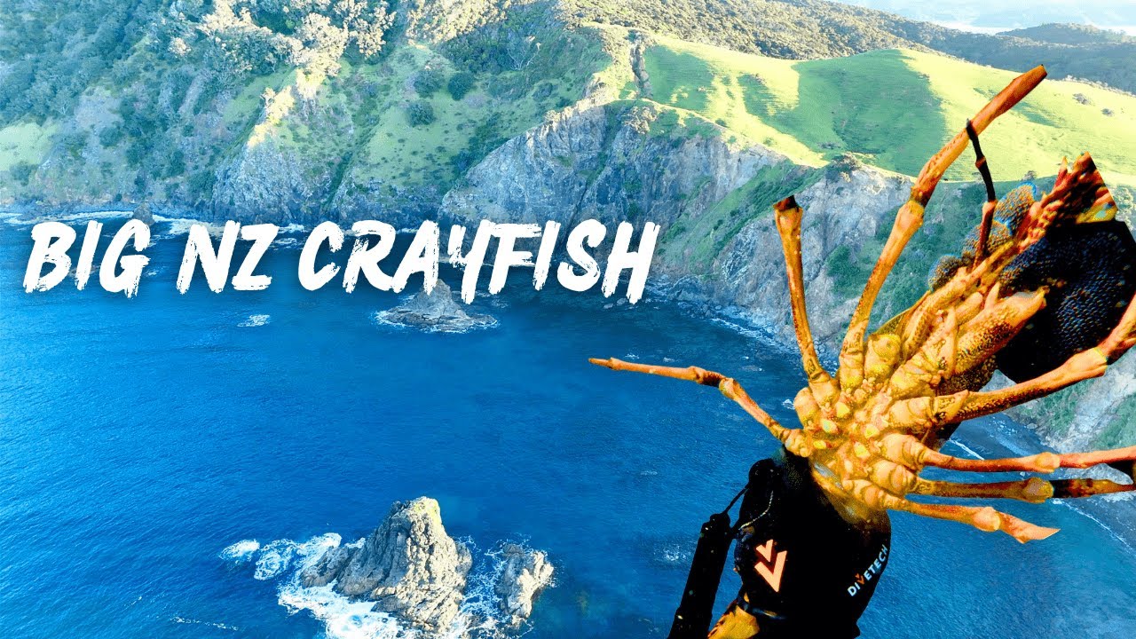 GIANT CRAYFISH / LOBSTER DIVE IN REMOTE NZ – epic catch on a wild New Zealand reef