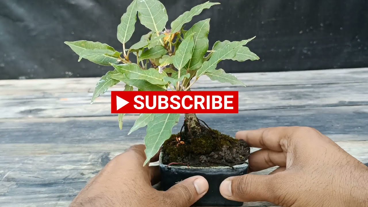 Little Ficus Virens Bonsai | Mame Bonsai | White Fig | Indian Bonsai Zone, September 2021