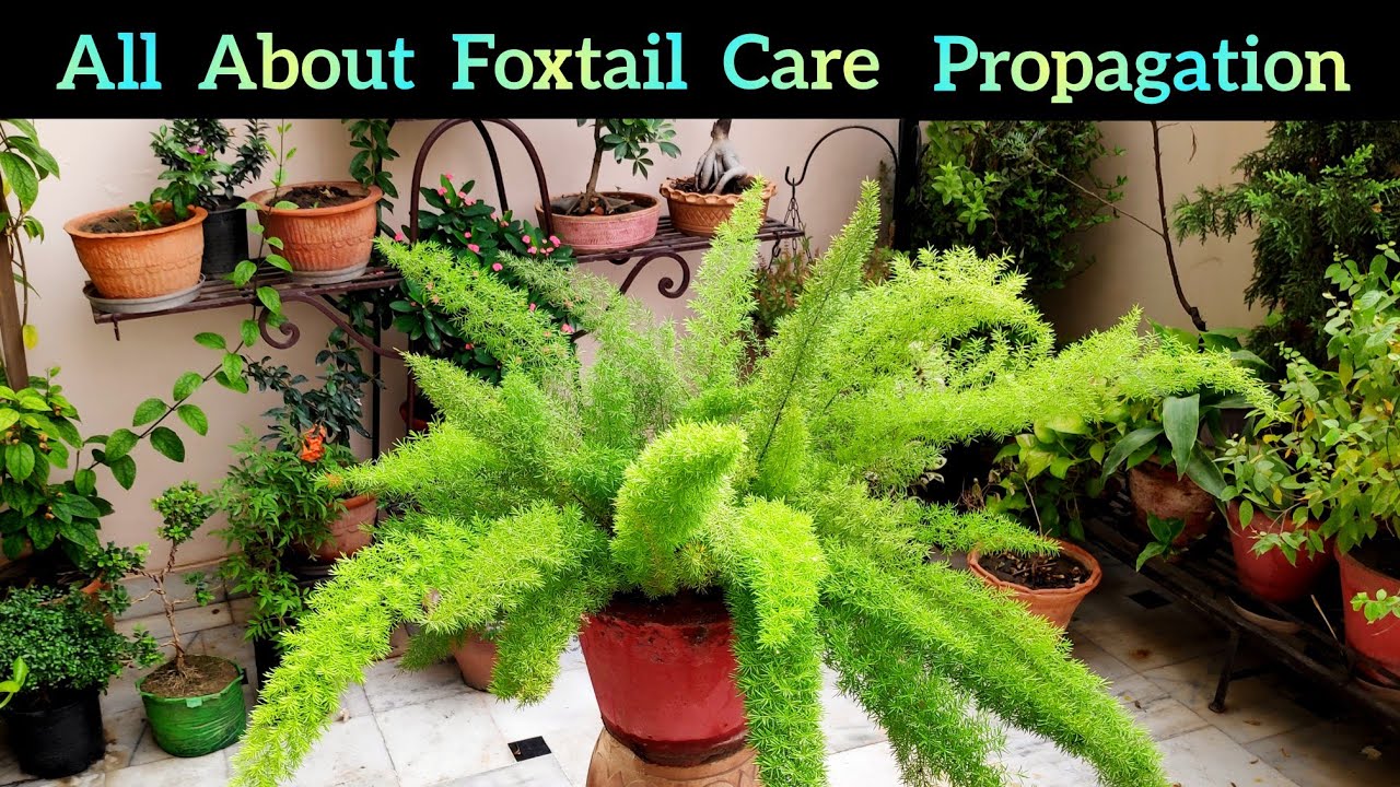 All About Foxtail Care Fertilizer Propagation, Foxtail Fern प्लांट पूरी जानकारी