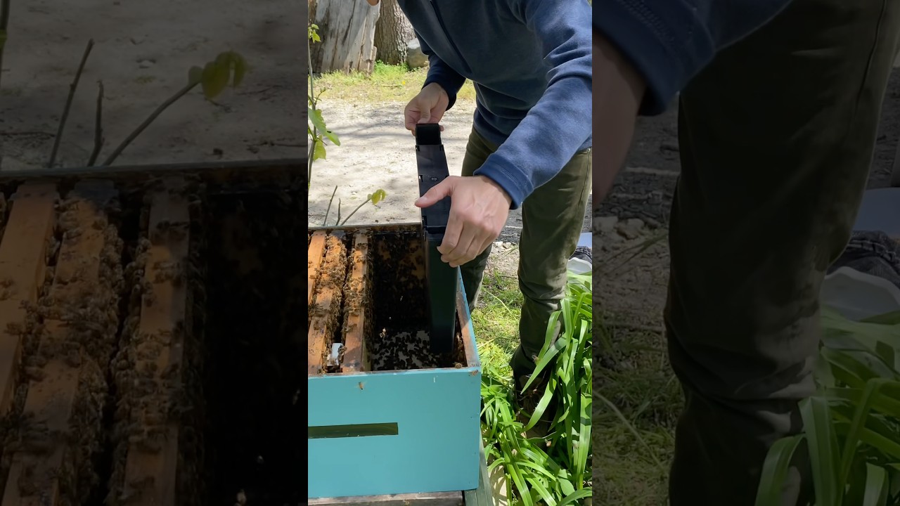 Different types of bee feeders Pt.2: Frame Feeder #beekeeper #bees #beekeeping #beefeed #sugarsyrup
