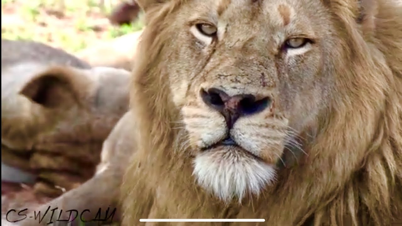 Breakaway Pride of Lions Fails an Attempt on Buffalo | Than it’s time for the Mighty Mayanbulas!Ep46