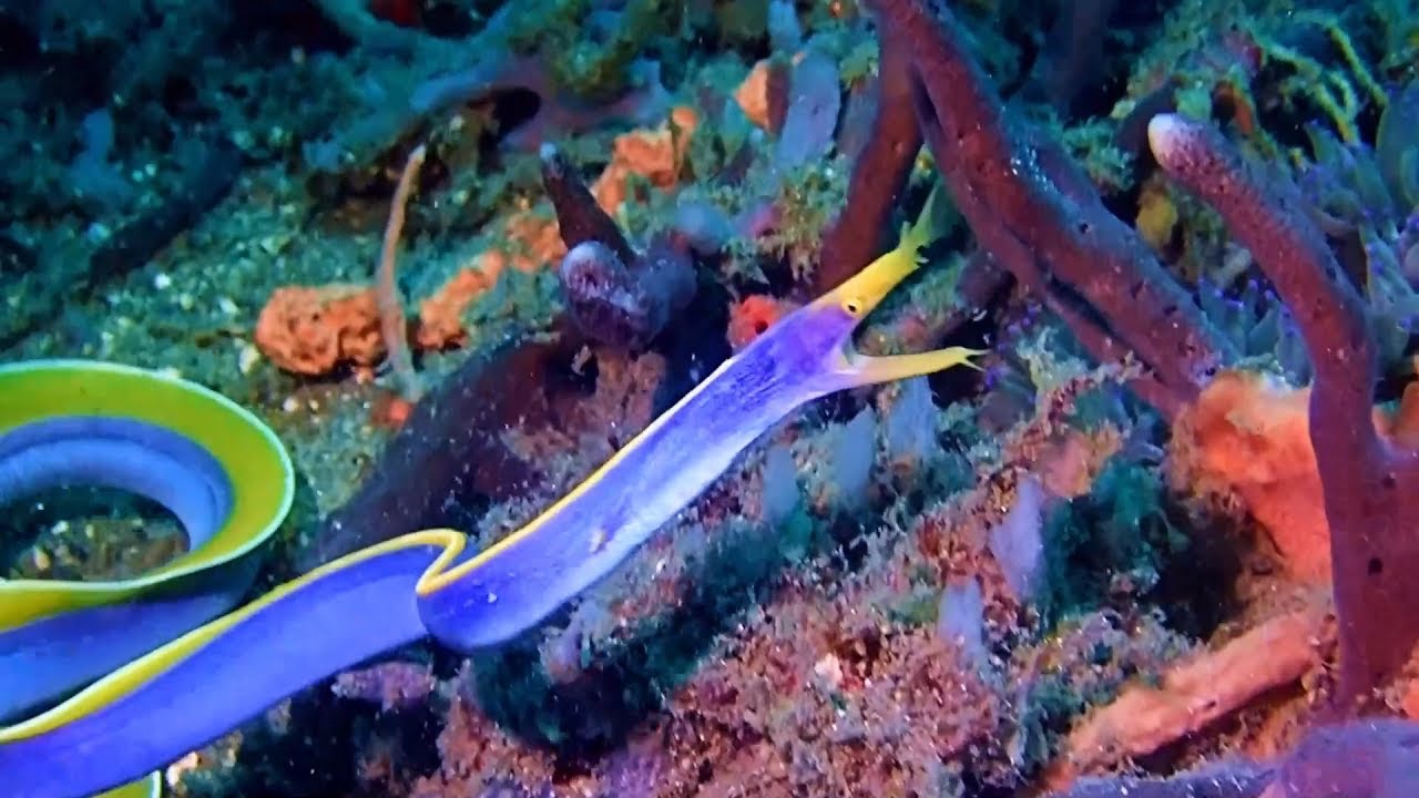 Lembeh Muck Diving Weird, Ugly Wonderful Critters Highlights 1 - 2nd Trip.