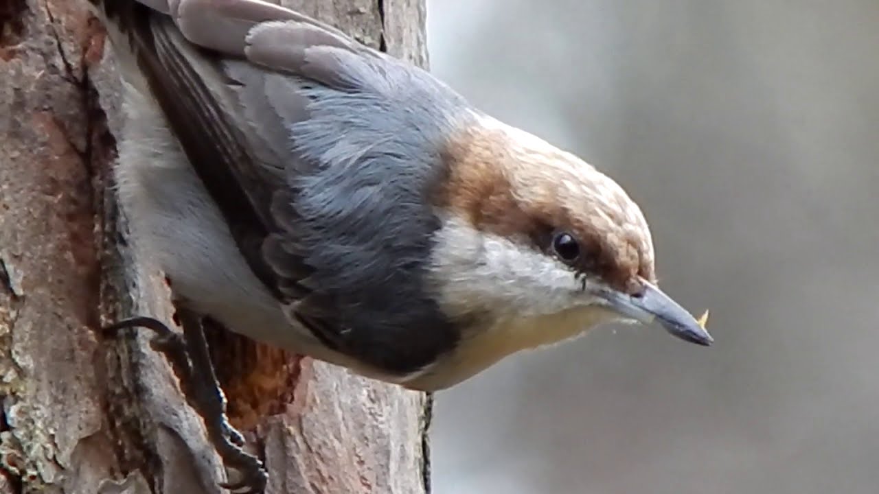 Brown-headed Nuthatch Nest Cavity Construction