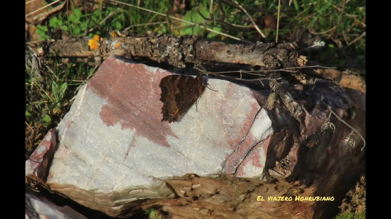 Olmera, (Nymphalis polychloros).