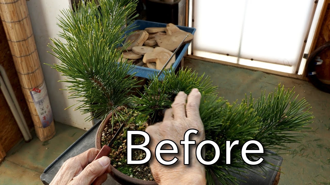 【盆栽Bonsai】小品盆栽(黒松)に向けての整姿Appearance for syouhin bonsai (black pine)