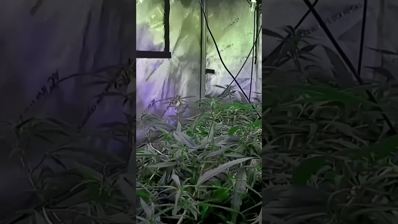 Mimosa x Orange Punch Flowering weeks 1-2. #timelapse #vivosun #plants #garden #gardening #pov #fyp