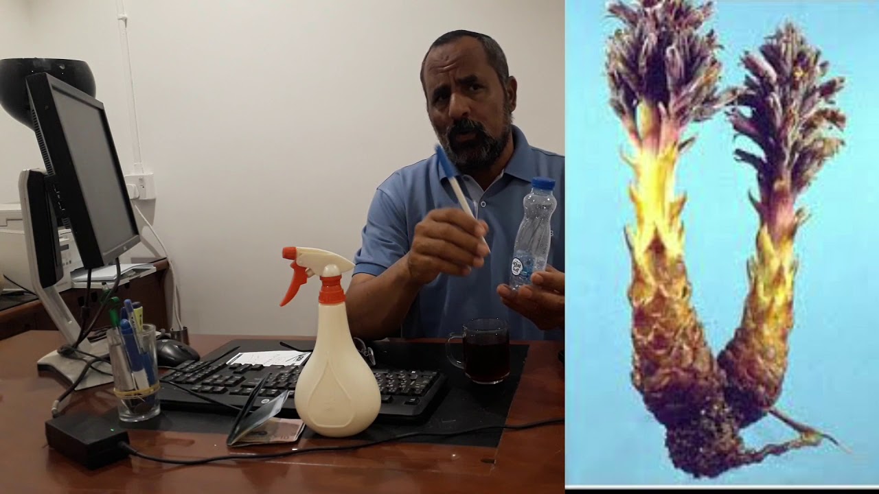مقترح لمكافحة الهالوك في الطماطم .. فهل توافقون ..