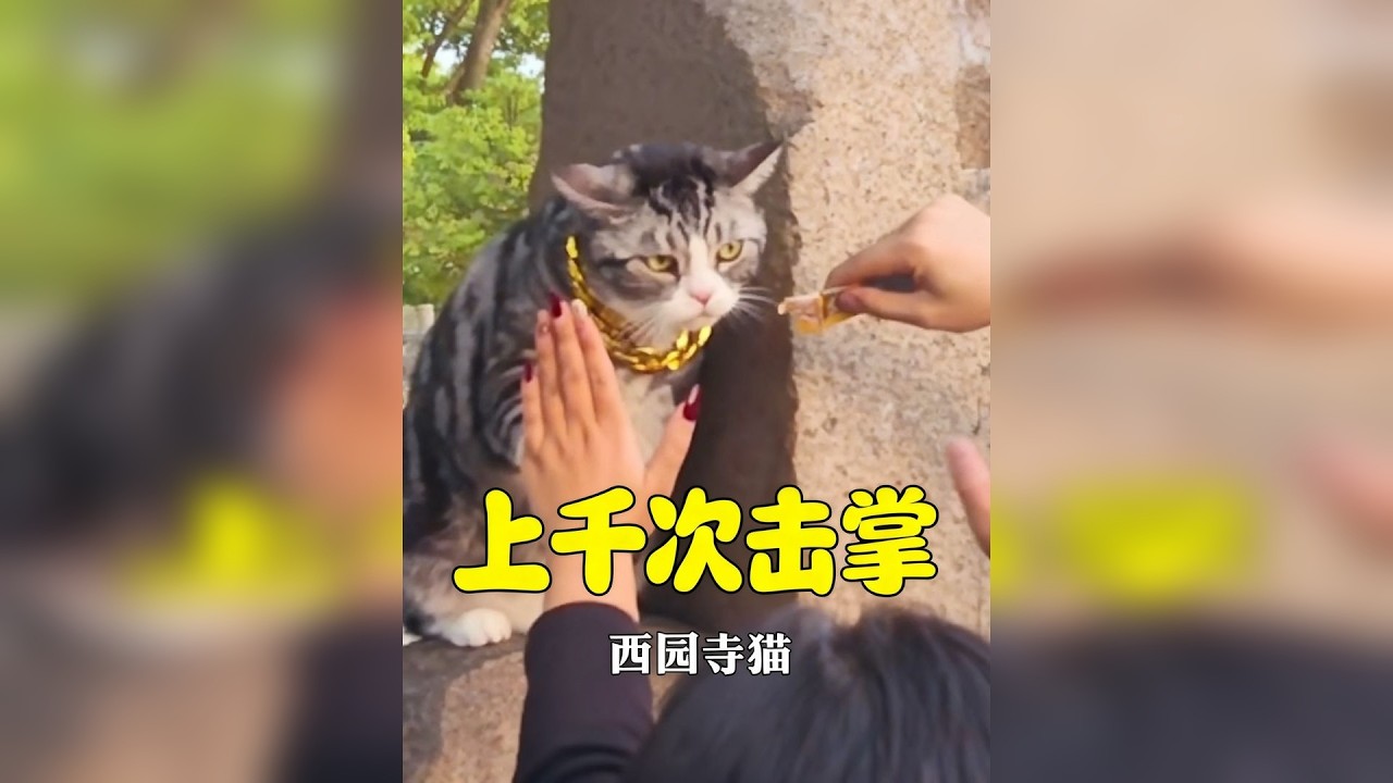 果然上班上久了，就连猫咪也会染上班味，实在太好笑了！