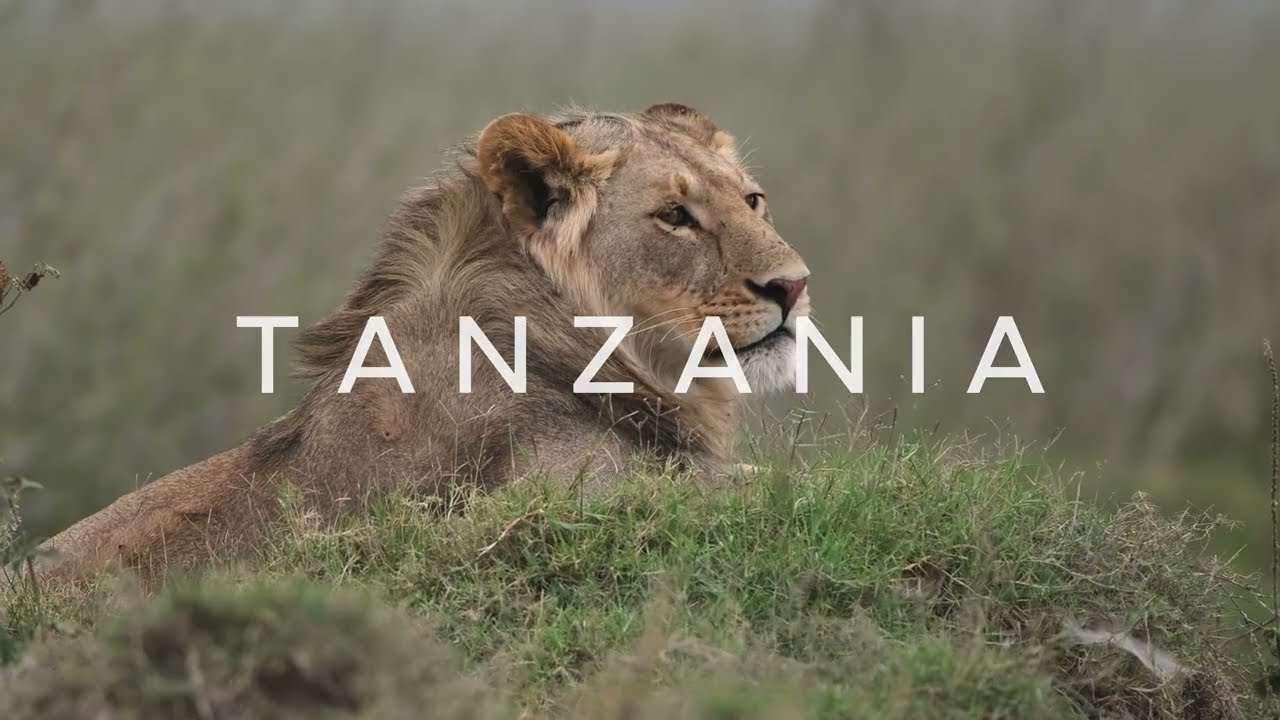 WILD TANZANIA in 4K