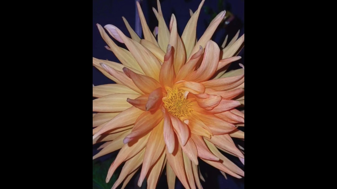 Mutual Commitment To Grow Together