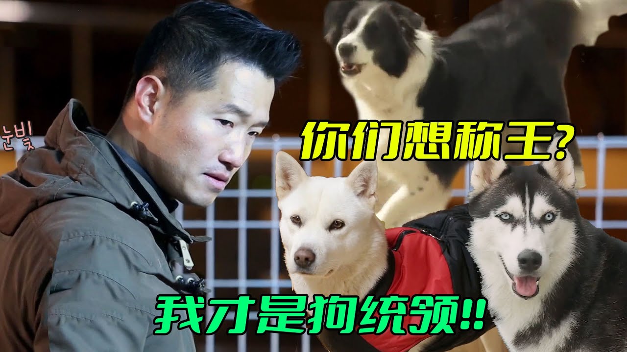 【合集】一條狗也想稱霸？看看誰才是真正的“狗統領”