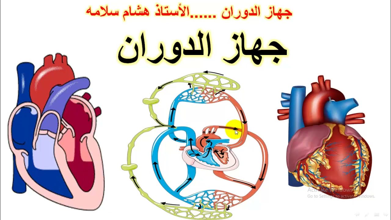 جهاز الدوران الجزء الاول