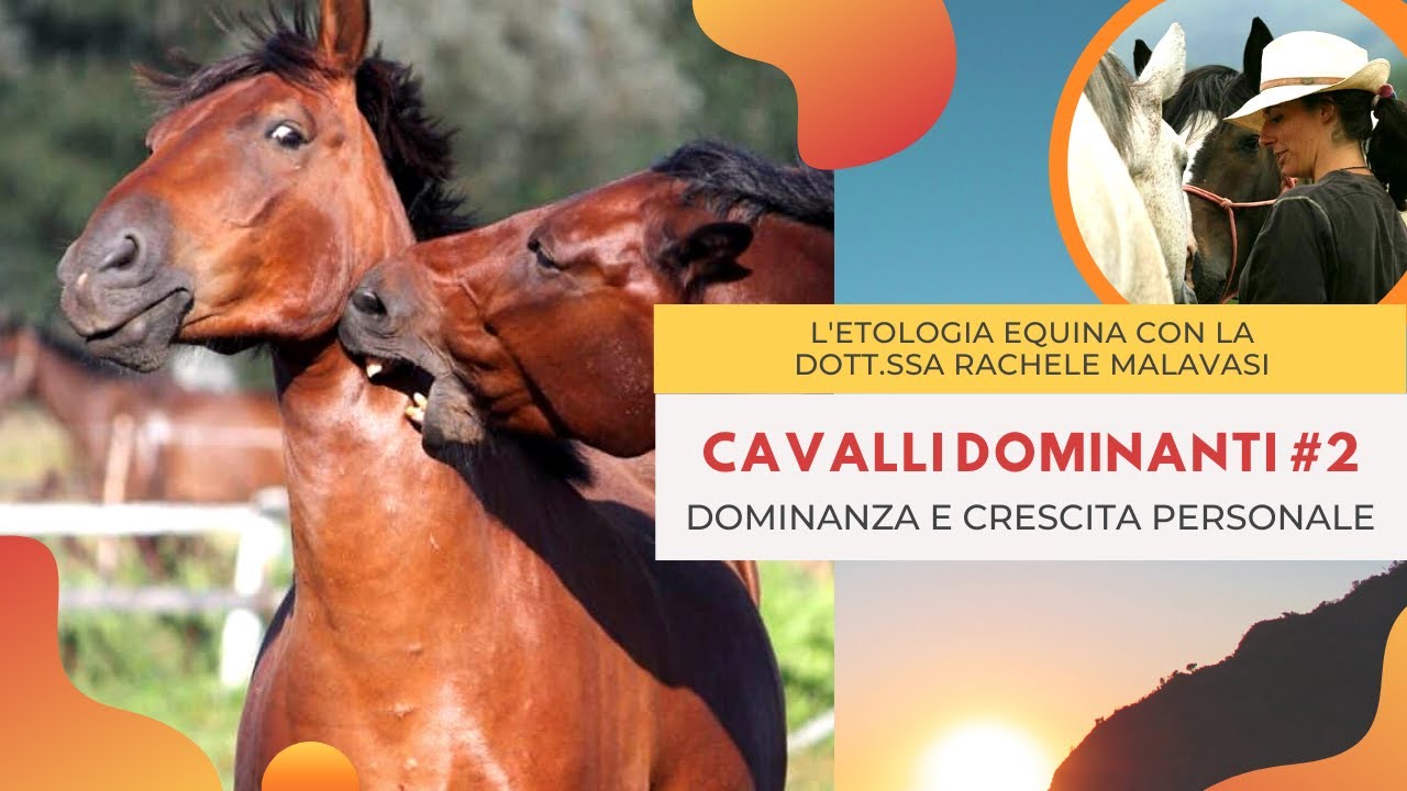 CAVALLI DOMINANTI E CRESCITA PERSONALE  - Equin(d)i? Parliamone! - Etologia Equina Malavasi